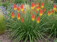 Load image into Gallery viewer, OpenPlantData Kniphofia Royal Standard
