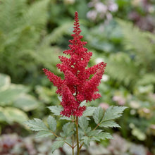 Load image into Gallery viewer, OpenPlantData Astilbe Chinensis Elmo
