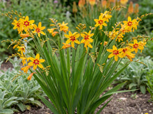 Load image into Gallery viewer, OpenPlantData Crocosmia Firestars Hotspot

