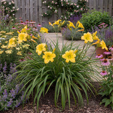 Load image into Gallery viewer, OpenPlantData Hemerocallis Big Time Happy
