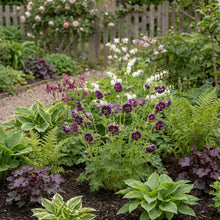Load image into Gallery viewer, OpenPlantData Geranium phaeum Joseph Green
