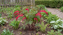 Load image into Gallery viewer, OpenPlantData Lamprocapnos Spectabilis Valentine
