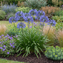 Load image into Gallery viewer, OpenPlantData Agapanthus Dr Brouwer
