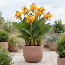 Load image into Gallery viewer, OpenPlantData Canna Taroudant
