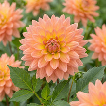 Load image into Gallery viewer, OpenPlantData Dahlia Extase
