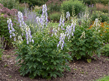 Load image into Gallery viewer, OpenPlantData Aconitum x cammarum 'Bicolor'
