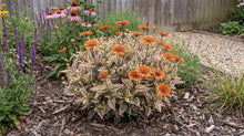 Load image into Gallery viewer, OpenPlantData Heliopsis Heli Orange Marble
