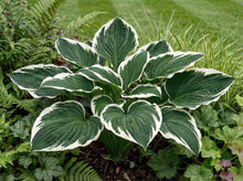 Load image into Gallery viewer, OpenPlantData Hosta Minuteman
