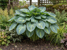 Load image into Gallery viewer, OpenPlantData Hosta Dream Queen

