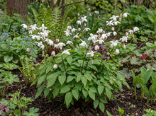 Load image into Gallery viewer, OpenPlantData Epimedium Niveum
