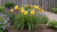Load image into Gallery viewer, OpenPlantData Hemerocallis Big Time Happy
