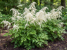Load image into Gallery viewer, OpenPlantData Astilbe Brautschleier
