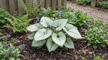 Load image into Gallery viewer, OpenPlantData Brunnera macrophylla Alexanders Great
