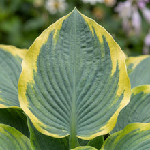 Load image into Gallery viewer, OpenPlantData Hosta First Frost
