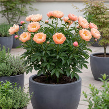 Load image into Gallery viewer, OpenPlantData Peony Lactiflora Kings Day
