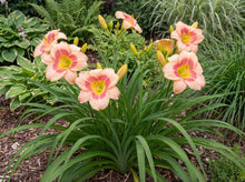 Load image into Gallery viewer, OpenPlantData Hemerocallis Strawberry Candy

