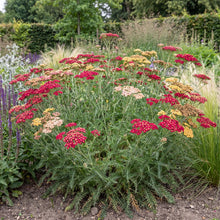 Load image into Gallery viewer, OpenPlantData Achillea Paprika
