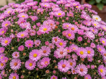 Load image into Gallery viewer, OpenPlantData Symphyotrichum novi-belgii Alice Haslam
