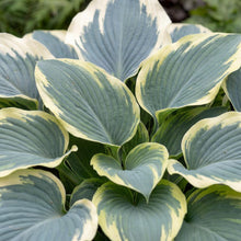 Load image into Gallery viewer, OpenPlantData Hosta Blue Ivory

