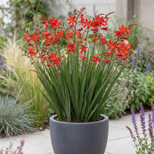 Load image into Gallery viewer, OpenPlantData Crocosmia Miss Scarlet
