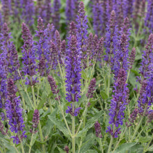 Load image into Gallery viewer, OpenPlantData Salvia nemorosa Mainacht
