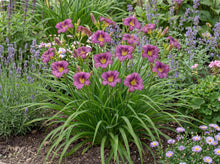 Load image into Gallery viewer, OpenPlantData Hemerocallis Little Grapette

