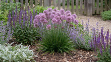 Load image into Gallery viewer, OpenPlantData Allium Millenium
