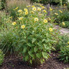 Load image into Gallery viewer, OpenPlantData Helianthus Lemon Queen
