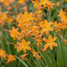Load image into Gallery viewer, OpenPlantData Crocosmia crocosmiiflora Star of the East
