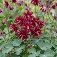 Load image into Gallery viewer, OpenPlantData Aquilegia vulgaris var. stellata Ruby Port
