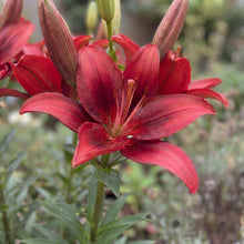 Load image into Gallery viewer, OpenPlantData Lilium Salinero
