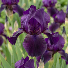 Load image into Gallery viewer, OpenPlantData Iris Superstition
