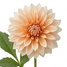 Load image into Gallery viewer, OpenPlantData Dahlia Café au Lait
