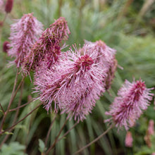 Load image into Gallery viewer, OpenPlantData Sanguisorba Blackthorn
