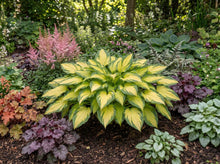 Load image into Gallery viewer, OpenPlantData Hosta Forbidden Fruit

