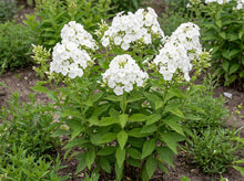 Load image into Gallery viewer, OpenPlantData Phlox Amplifolia Captain Freedom
