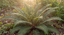Load image into Gallery viewer, OpenPlantData Polystichum Acrostichoides
