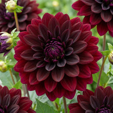 Load image into Gallery viewer, OpenPlantData Dahlia Rip City
