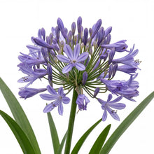 Load image into Gallery viewer, OpenPlantData Agapanthus africanus
