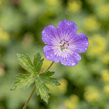 Load image into Gallery viewer, OpenPlantData Geranium Rozanne
