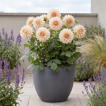 Load image into Gallery viewer, OpenPlantData Dahlia Café au Lait
