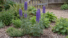 Load image into Gallery viewer, OpenPlantData Aconitum napellus
