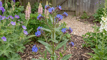 Load image into Gallery viewer, OpenPlantData Anchusa Loddon Royalist
