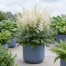 Load image into Gallery viewer, OpenPlantData Astilbe Brautschleier
