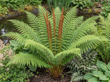 Load image into Gallery viewer, OpenPlantData Osmunda Cinnamomea Cinnamon Fern
