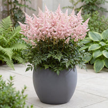 Load image into Gallery viewer, OpenPlantData Astilbe Chinensis Cookie Monsters Favourite
