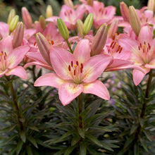 Load image into Gallery viewer, OpenPlantData Lilium Rozalynn
