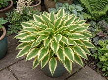 Load image into Gallery viewer, OpenPlantData Hosta Lakeside Dragonfly
