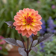 Load image into Gallery viewer, OpenPlantData Dahlia Camelot
