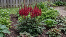 Load image into Gallery viewer, OpenPlantData Astilbe Arendsii Fanal
